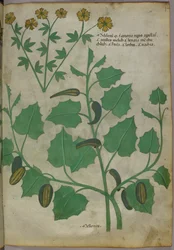 Botanical illustration, c.1440