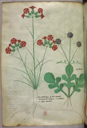 Botanical illustration, c.1440