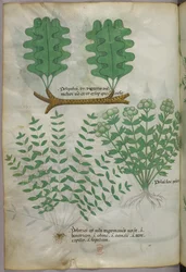 Botanical illustration, c.1440
