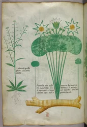 Botanical illustration, c.1440