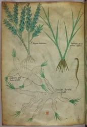 Botanical illustration, c.1440