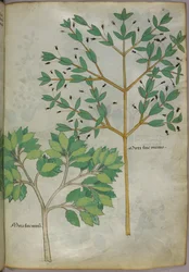 Botanical illustration, c.1440
