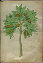 Botanical illustration
