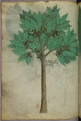 Botanical illustration of a nut tree, c.1440