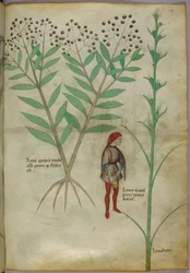 Botanical Illustration of a Plant and a Man Urinating into a Pot, c.1440