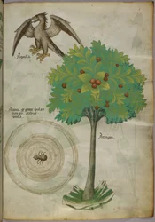 Botanical illustration of a tree, a spider-web and an eagle