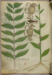 Botanical illustration of crabs and a scorpion, c.1440