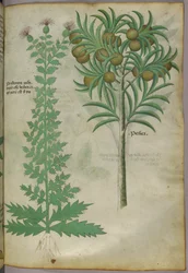 Botanical illustration of melon tree, c.1440