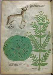 Botanical illustration of plant with horse, c.1440