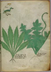 Botanical illustration of plants, a snake and a duck, c.1440