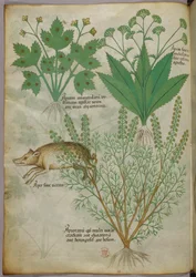 Botanical illustration of plants and a boar, c.1440