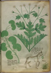 Botanical illustration of plants and a donkey