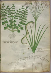 Botanical illustration of plants, and a snake, c.1440