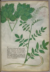 Botanical illustration of plants and a snake, c.1440