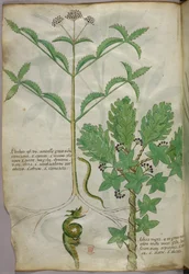 Botanical illustration of plants and a snake, c.1440