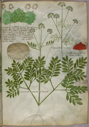 Botanical illustration of plants, c.1440