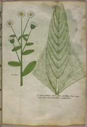 Botanical illustration of plants, c.1440