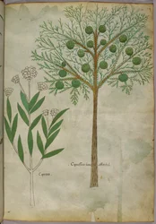 Botanical illustration of plants, c.1440