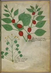 Botanical illustration of plants, c.1440