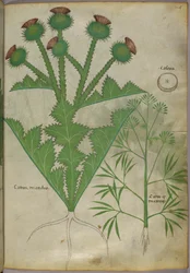 Botanical illustration of plants, c.1440