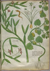 Botanical illustration of plants, including a clematis, and a snake, c.1440