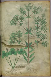 Botanical illustration of plants with an animal, c.1440