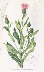 Cardus Cichoraceus and Gnaphalium Penduculare