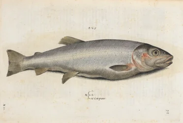 Carpione fish, illustration from 