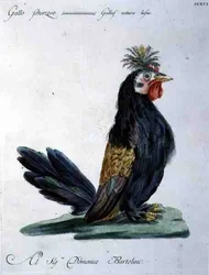 Cockerel, c.1767-76