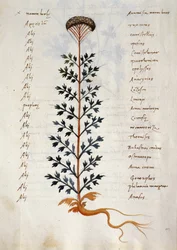 Artemisia, medicinal plant from a 