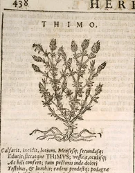 Common Thyme (Thymus vulgaris), engraving by Castore Durante