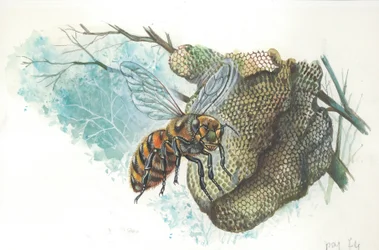 European Honey Queen Bee at the Hive