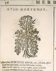 Garden Parsley (Petroselinum crispum), engraving by Castore Durante