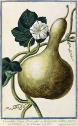 Gourd, 1772-1784
