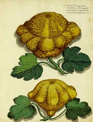 Heirloom Squash by Ulisse Aldrovandi