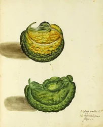 Heirloom Squash by Ulisse Aldrovandi
