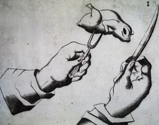 How to chop a bird, illustration from Li tre trattati di messer Mattia Giegher bavaro di Mosburc, Trinciante dell