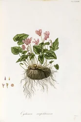 Ivy-Leaved Cyclamen - Cyclamen Neapolitanum