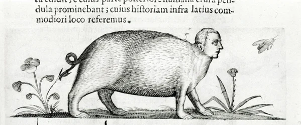 The manticore - in 