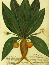 Mandrake by Ulisse Aldrovandi