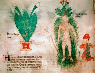 Medicinal plants: representation of mandrake. A dog attached to the root allows it to be removed from the ground (Plate from a treatise of medicine, 14th century)
