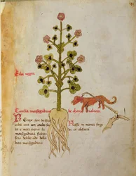 Herba negra
