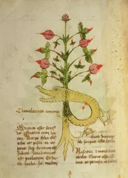 Herba Chavalaritas Romana, late c.15th