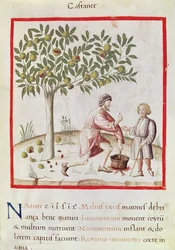 Harvesting and cooking chestnuts, from 