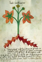 Herba Antollas Lupanas, from 
