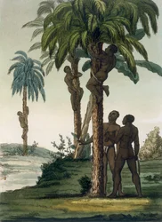 Natives Climb Palms Using Sling Halters Around Their Hips, 1820s-30s