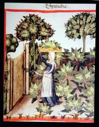 Nova 2644 f.27r Harvesting Spinach, from Tacuinum Sanitatis Codex Vindobonensis