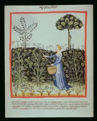 Harvesting Fennel, Tacuinum Sanitatis Codex Vindobonensis