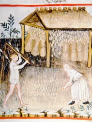 Threshing Barley, from Tacuinum Sanitatis