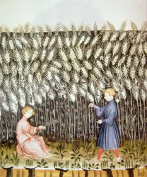 Harvesting Wheat, from Tacuinum Sanitatis